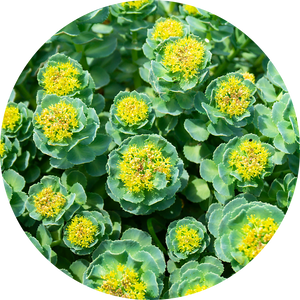 Rhodiola rosea