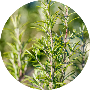 Rosemary leaf